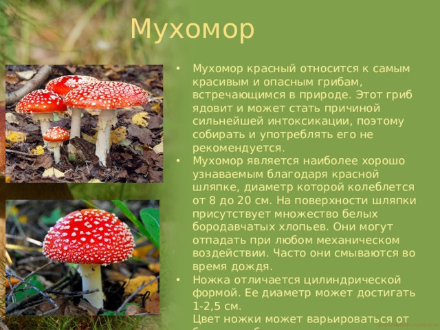 Мухомор Мухомор красный относится к самым красивым и опасным грибам, встречающимся в природе. Этот гриб ядовит и может стать причиной сильнейшей интоксикации, поэтому собирать и употреблять его не рекомендуется. Мухомор является наиболее хорошо узнаваемым благодаря красной шляпке, диаметр которой колеблется от 8 до 20 см. На поверхности шляпки присутствует множество белых бородавчатых хлопьев. Они могут отпадать при любом механическом воздействии. Часто они смываются во время дождя. Ножка отличается цилиндрической формой. Ее диаметр может достигать 1-2,5 см.  Цвет ножки может варьироваться от белого до бежево-желтого. Мухомор красный встречается в лиственных, хвойных и смешанных лесах   