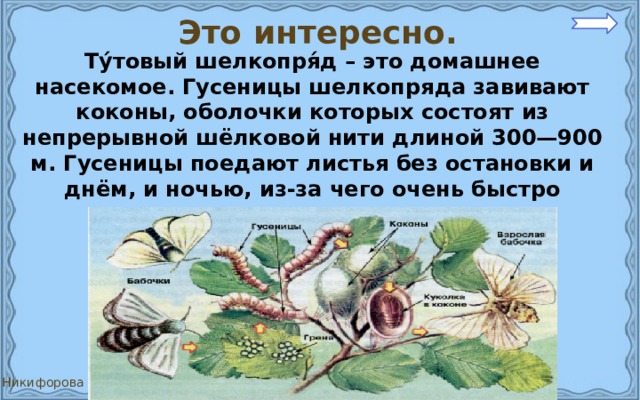 Это интересно. Ту́товый шелкопря́д – это домашнее насекомое. Гусеницы шелкопряда завивают коконы, оболочки которых состоят из непрерывной шёлковой нити длиной 300—900 м. Гусеницы поедают листья без остановки и днём, и ночью, из-за чего очень быстро растут. 