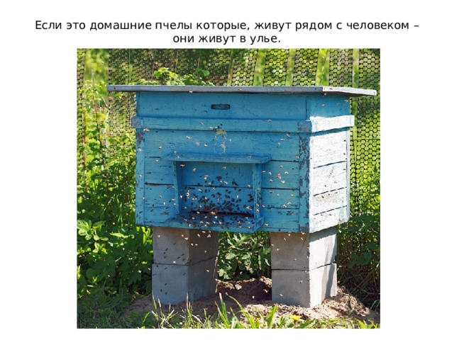 Если это домашние пчелы которые, живут рядом с человеком – они живут в улье. 