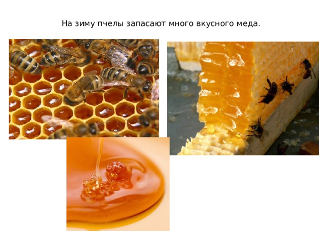 На зиму пчелы запасают много вкусного меда. 