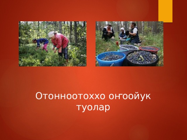 Отонноотоххо оҥоойук туолар 