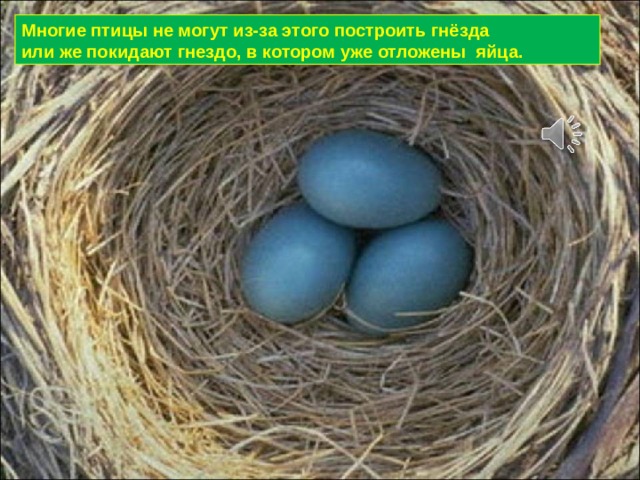 Многие птицы не могут из-за этого построить гнёзда или же покидают гнездо, в котором уже отложены яйца. 