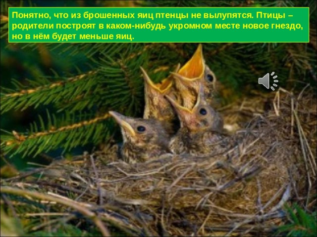 Понятно, что из брошенных яиц птенцы не вылупятся. Птицы – родители построят в каком-нибудь укромном месте новое гнездо, но в нём будет меньше яиц. 