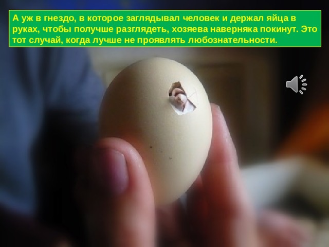 А уж в гнездо, в которое заглядывал человек и держал яйца в руках, чтобы получше разглядеть, хозяева наверняка покинут. Это тот случай, когда лучше не проявлять любознательности. 