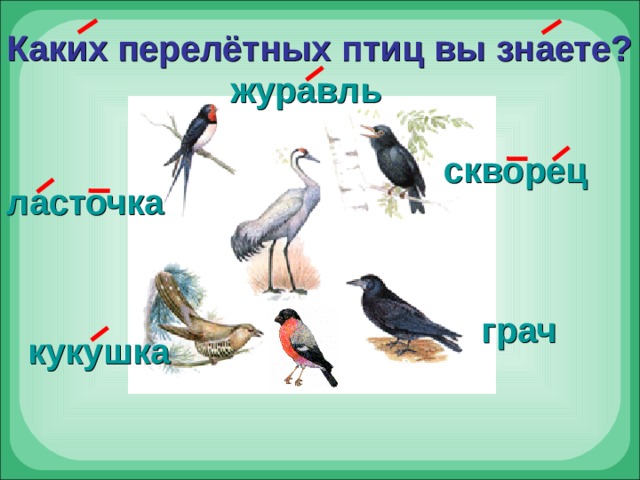 Каких перелётных птиц  вы знаете? журавль скворец ласточка грач кукушка 
