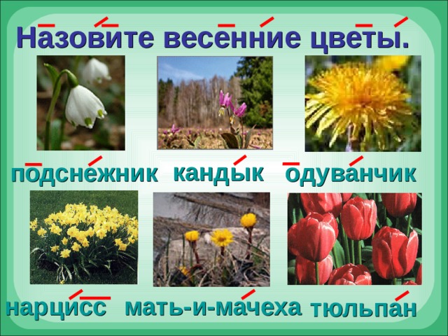 Назовите весенние цветы. кандык одуванчик подснежник мать-и-мачеха нарцисс тюльпан 