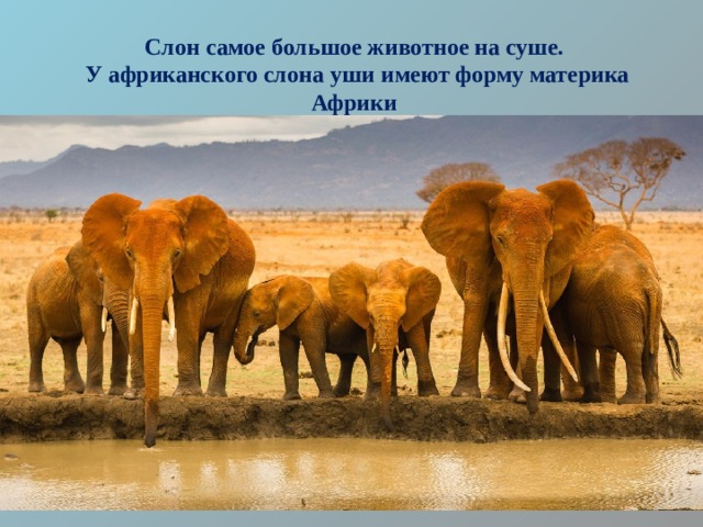 Слон самое большое животное на суше.  У африканского слона уши имеют форму материка Африки 