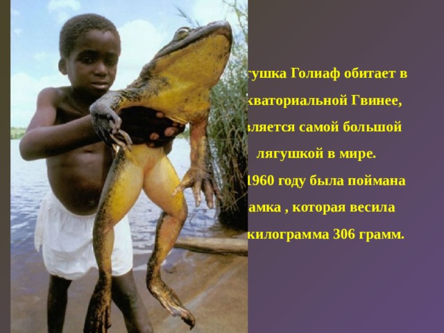 Лягушка Голиаф обитает в  Экваториальной Гвинее, является самой большой лягушкой в мире.  В 1960 году была поймана самка , которая весила  3 килограмма 306 грамм.   