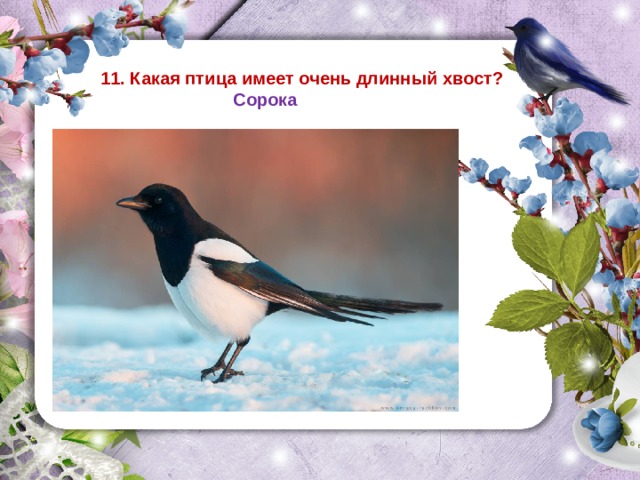 11. Какая птица имеет очень длинный хвост?  Сорока 