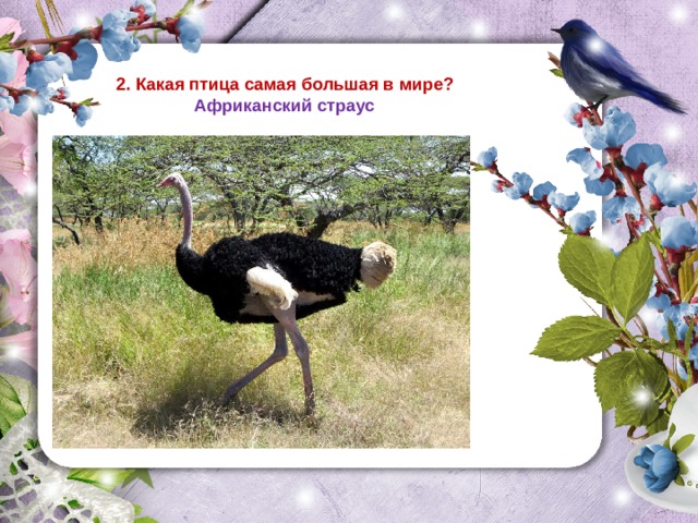 2. Какая птица самая большая в мире?  Африканский страус 