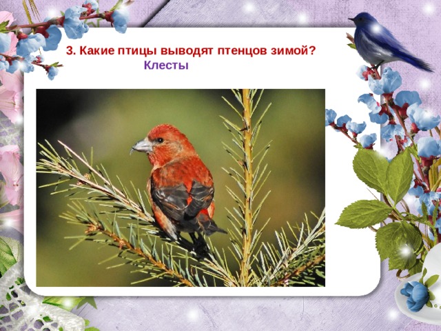 3. Какие птицы выводят птенцов зимой?   Клесты 