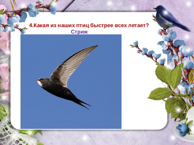4.Какая из наших птиц быстрее всех летает?  Стриж 