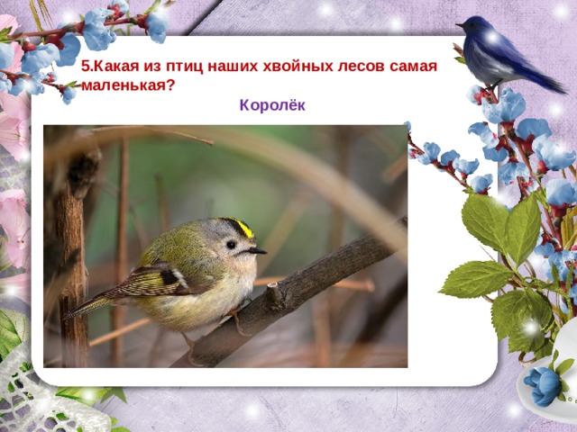 5.Какая из птиц наших хвойных лесов самая маленькая?  Королёк 