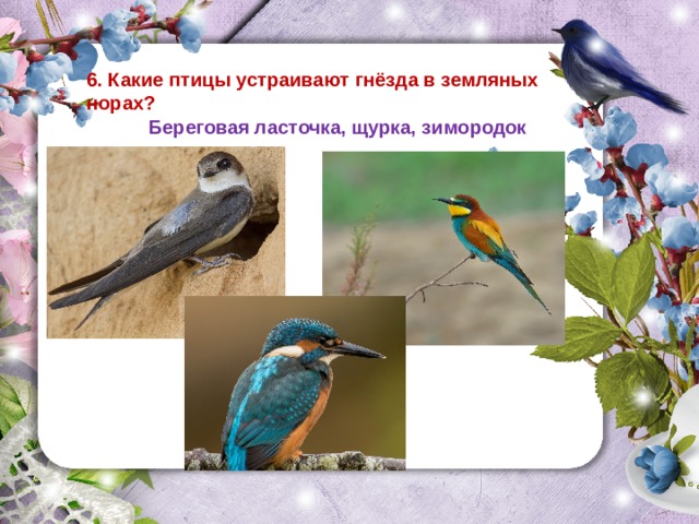 6. Какие птицы устраивают гнёзда в земляных норах?  Береговая ласточка, щурка, зимородок 