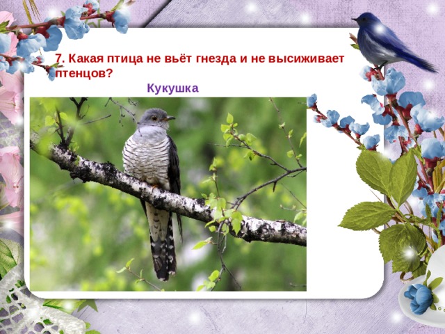 7. Какая птица не вьёт гнезда и не высиживает птенцов?  Кукушка 