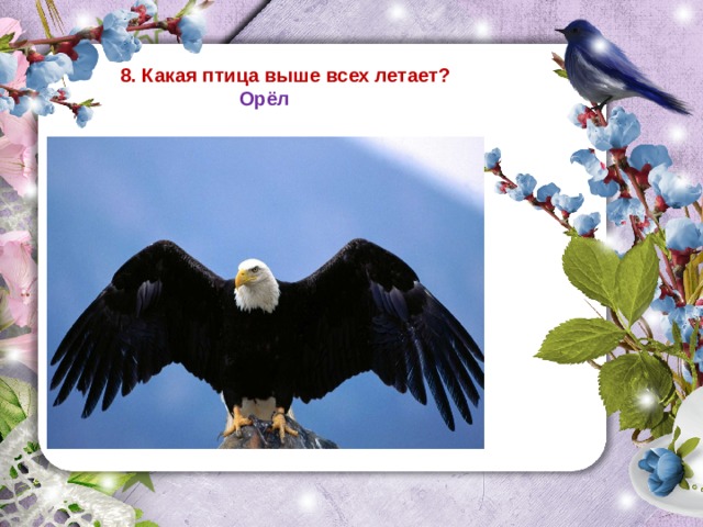 8. Какая птица выше всех летает?  Орёл  
