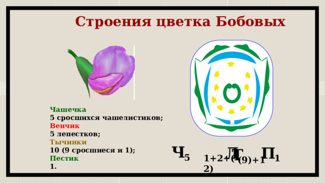 Строения цветка Бобовых Чашечка 5 сросшихся чашелистиков; Венчик 5 лепестков; Тычинки 10 (9 сросшиеся и 1); Пестик 1. Ч Л П Т 5 1+2+(2) 1 (9)+1 