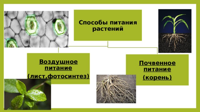 Способы питания растений  Воздушное питание (лист,фотосинтез) Почвенное питание (корень) 