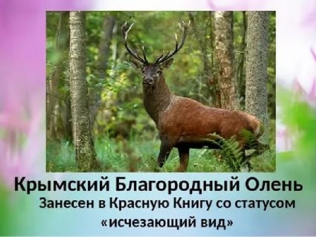 Красная книга крыма проект для 4 класса по окружающему миру