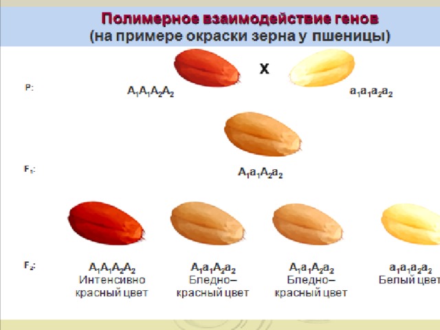 Задача № 11. Цвет зёрен у пшеницы контролируется двумя парами расцепленных генов, при этом доминантные гены обуславливают красный цвет, а рецессивные гены окраски не дают . Растение, имеющее красные зёрна, скрещивается с красными, но менее яркими. В потомстве получились краснозёрные, но с различной степенью окраски, и часть белозерных. Каковы возможные генотипы родителей? Признак Ген Темно - красная Красная А 1 , А 2 Генотип   А 1 А 1 А 2 А 2 Светло- красная А 1 А 1 А 2 а 2 ; А 1 а 1 А 2 А 2   Бледно- красная   А 1 А 1 а 2 а 2 ; А 1 а 1 А 2 а 2 ; a 1 a 1 А 2 А 2 Белая а 1 а 1 А 2 а 2 ; А 1 а 1 а 2 а 2 ; а 1 , а 2  а 1 а 1 а 2 а 2 Решение: гР ♀ А 1 а 1 a 2 а 2 х ♂ А 1 а 1 А 2 а 2  фР бл.красный св. красный G А 1 а 2 , а 1 а 2 А 1 А 2 , А 1 а 2 , а 1 А 2 , а 1 а 2 