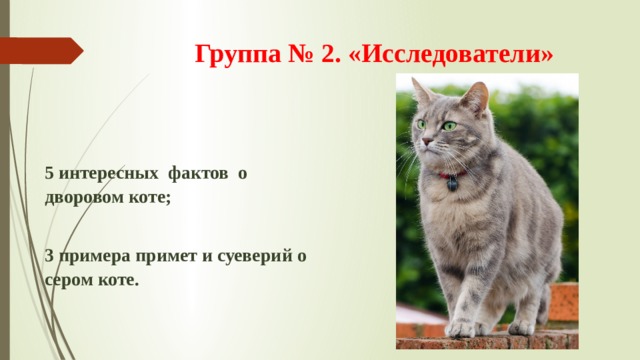  Группа № 2. «Исследователи»   5 интересных фактов о дворовом коте; 3 примера примет и суеверий о сером коте. 