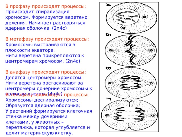 В профазу происходят процессы: Происходит спирализация хромосом.  Формируется веретено деления.  Начинает растворяться ядерная оболочка. (2n4c) В метафазу происходят процессы: Хромосомы выстраиваются в плоскости экватора. Нити веретена прикрепляются к центромерам хромосом. (2n4c) В анафазу происходят процессы: Делятся центромеры хромосом. Нити веретена растаскивают за центромеры дочерние хромосомы к полюсам клетки. (4n4c) В телофазу происходят процессы: Хромосомы деспирализуются; Образуется ядерная оболочка; У растений формируется клеточная стенка между дочерними клетками, у животных – перетяжка, которая углубляется и делит материнскую клетку. 