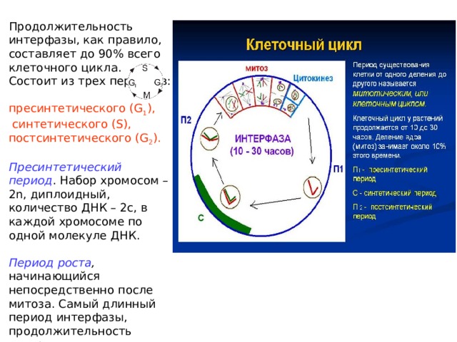 Продолжительность интерфазы, как правило, составляет до 90% всего клеточного цикла. Состоит из трех периодов: пресинтетического (G 1 ),  синтетического (S), постсинтетического (G 2 ). Пресинтетический период . Набор хромосом – 2n, диплоидный, количество ДНК – 2c, в каждой хромосоме по одной молекуле ДНК. Период роста , начинающийся непосредственно после митоза. Самый длинный период интерфазы, продолжительность которого в клетках составляет от 10 часов до нескольких суток. 