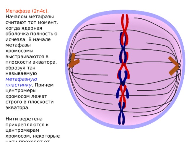 Метафаза (2n4c). Началом метафазы считают тот момент, когда ядерная оболочка полностью исчезла. В начале метафазы хромосомы выстраиваются в плоскости экватора, образуя так называемую метафазную пластинку . Причем центромеры хромосом лежат строго в плоскости экватора. Нити веретена прикрепляются к центромерам хромосом, некоторые нити проходят от полюса к полюсу клетки, не прикрепляясь к хромосомам. 