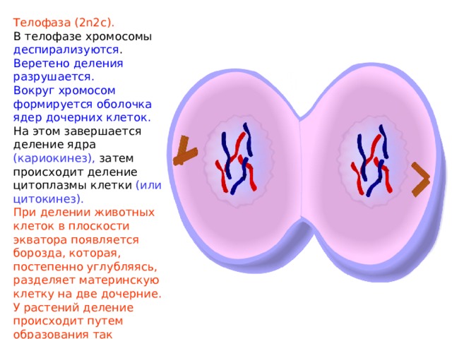 Телофаза (2n2c). В телофазе хромосомы деспирализуются . Веретено деления разрушается. Вокруг хромосом формируется оболочка ядер дочерних клеток. На этом завершается деление ядра (кариокинез), затем происходит деление цитоплазмы клетки (или цитокинез). При делении животных клеток в плоскости экватора появляется борозда, которая, постепенно углубляясь, разделяет материнскую клетку на две дочерние. У растений деление происходит путем образования так называемой клеточной пластинки, разделяющей цитоплазму. 