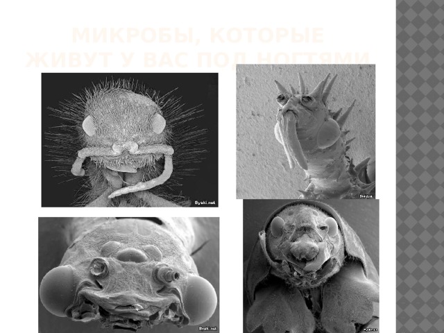 Микробы, которые живут у вас под ногтями 