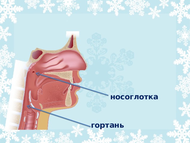 Что такое носоглотка. Носоглотка строение 8 класс. Строение носоглотки 3д. Модель носоглотки плакат.