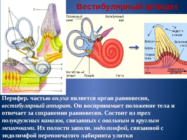 Вестибулярный аппарат Перифер. частью вн.уха является орган равновесия, вестибулярный аппарат. Он воспринимает положение тела и отвечает за сохранения равновесия. Состоит из трех полукружных каналов, связанных с овальным и круглым мешочками . Их полости заполн. эндолимфой , связанной с эндолимфой перепончатого лабиринта улитки 