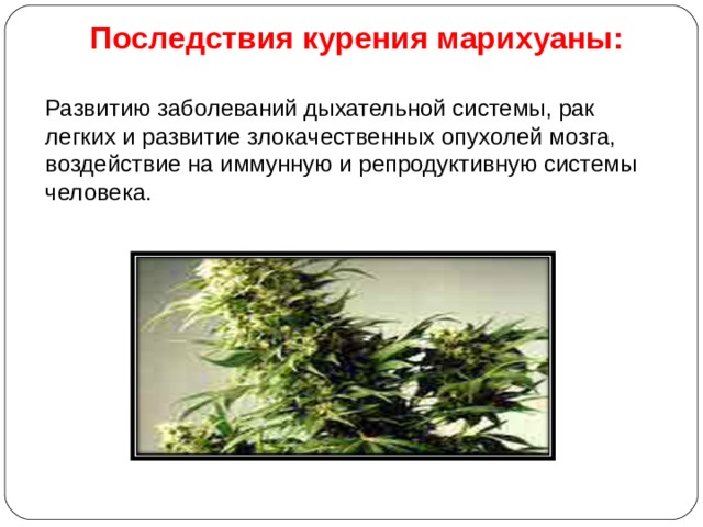 Последствия курения марихуаны: Развитию заболеваний дыхательной системы, рак легких и развитие злокачественных опухолей мозга, воздействие на иммунную и репродуктивную системы человека. 