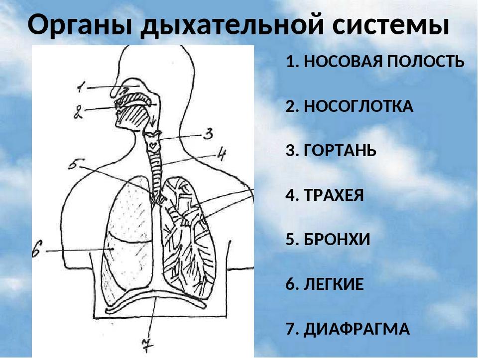 Последовательность поступления воздуха в организм