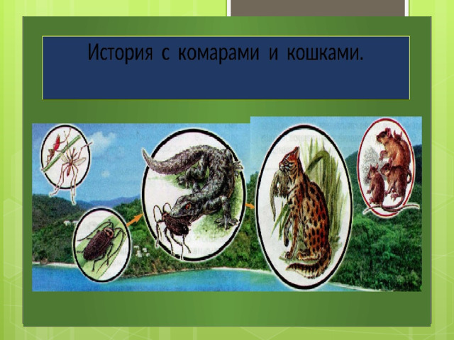 история с комарами и кошками текст. Смотреть фото история с комарами и кошками текст. Смотреть картинку история с комарами и кошками текст. Картинка про история с комарами и кошками текст. Фото история с комарами и кошками текст