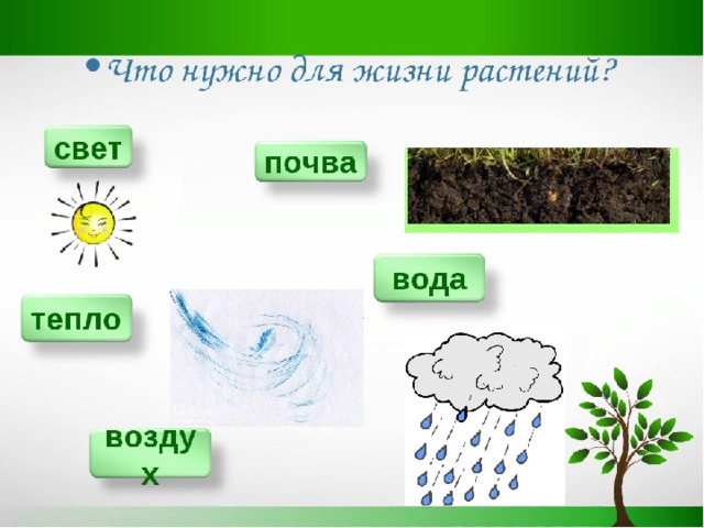 Тепло почвы. Что нужно растениям для жизни. Условия необходимые для жизни растений. Растению для жизни необходимы. Что нужно для роста растений.