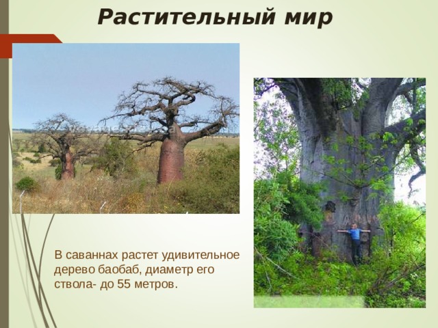 Растительный мир  В саваннах растет удивительное дерево баобаб, диаметр его ствола- до 55 метров. 