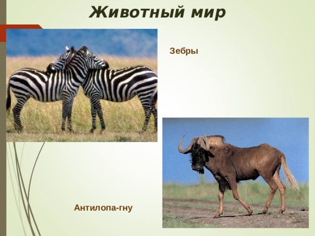 Животный мир Зебры Антилопа-гну 