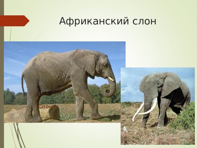 Африканский слон Слоны 