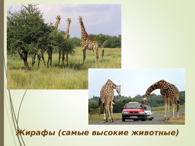 Жирафы (самые высокие животные) 