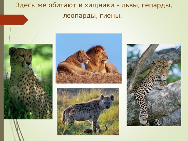 Здесь же обитают и хищники – львы, гепарды, леопарды, гиены.  