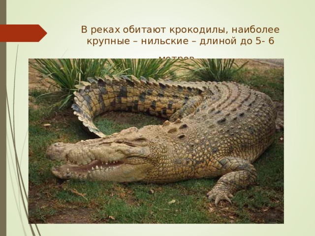 В реках обитают крокодилы, наиболее крупные – нильские – длиной до 5- 6 метров.  