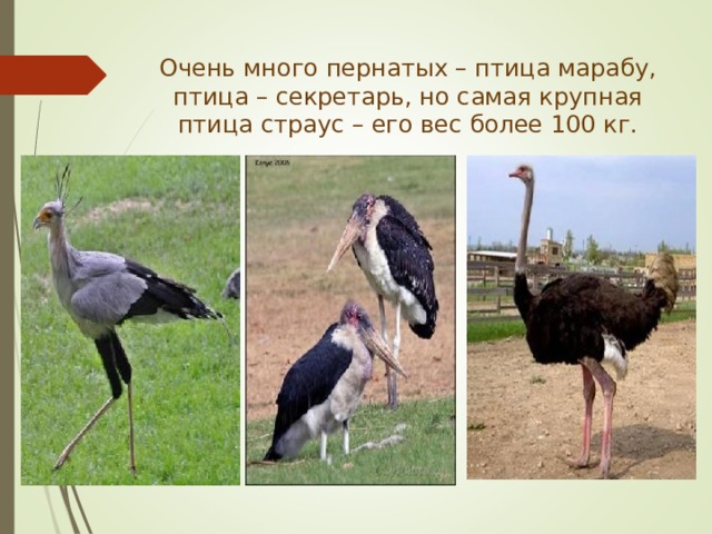 Очень много пернатых – птица марабу, птица – секретарь, но самая крупная птица страус – его вес более 100 кг. 