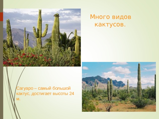  Много видов кактусов. Сагуаро – самый большой кактус, достигает высоты 24 м. 