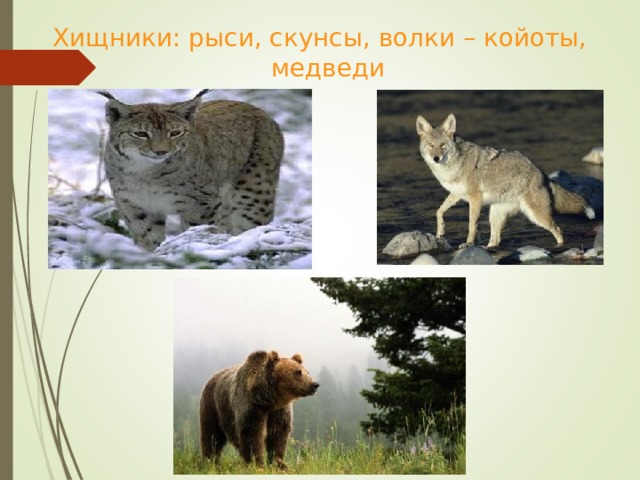 Хищники: рыси, скунсы, волки – койоты, медведи 