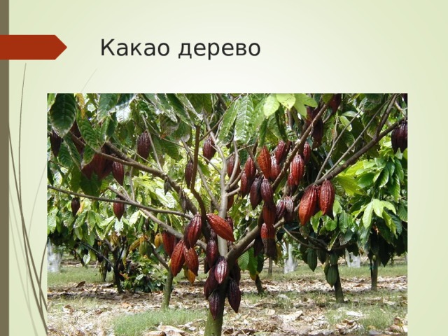 Какао дерево 