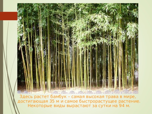  Здесь растет бамбук – самая высокая трава в мире, достигающая 35 м и самое быстрорастущее растение. Некоторые виды вырастают за сутки на 94 м. 