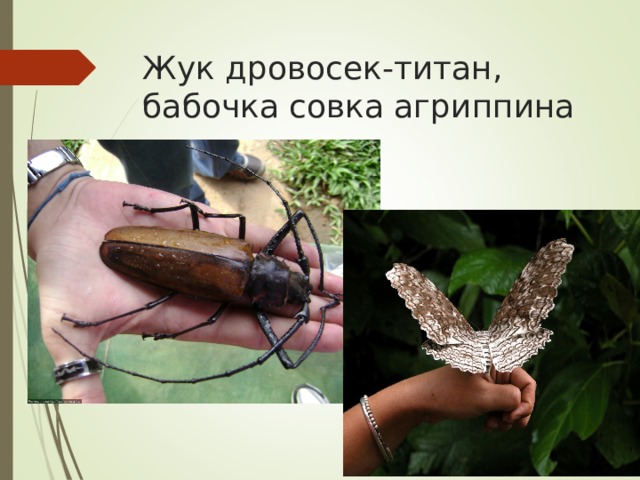 Жук дровосек-титан, бабочка совка агриппина 
