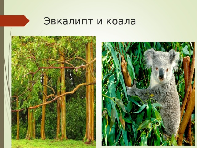 Эвкалипт и коала 