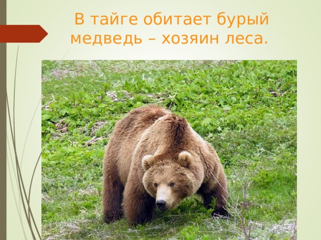 В тайге обитает бурый медведь – хозяин леса.   